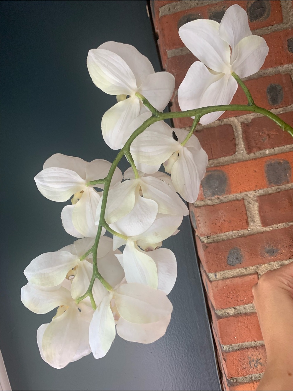 Crate & Barrel Faux Orchid Stem - Picture 3 of 6